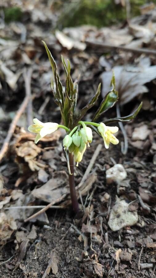 Cardamine enneaphyllos flower