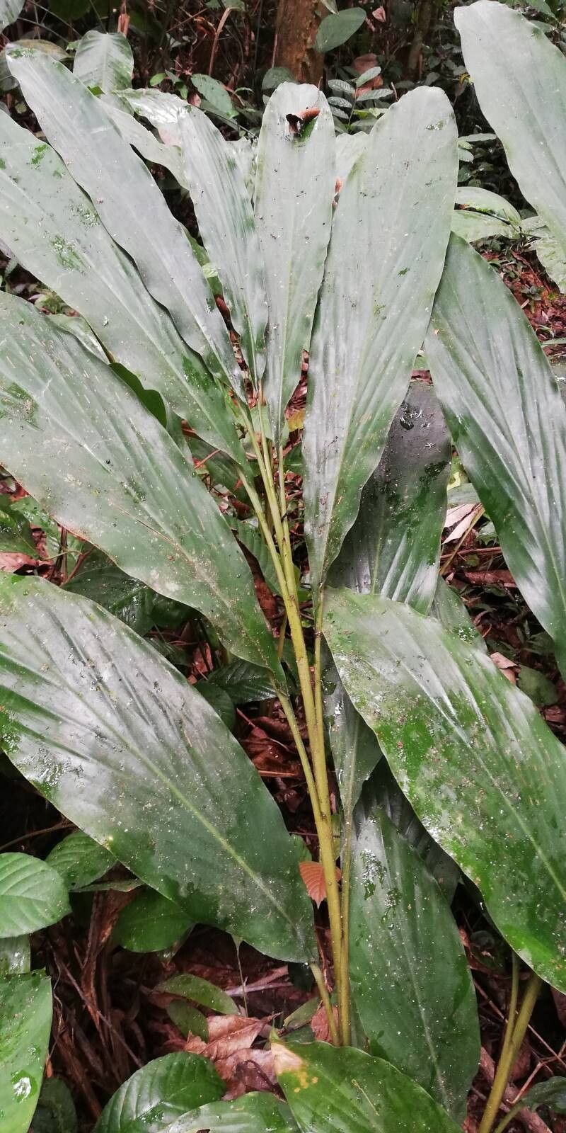 Aframomum arundinaceum — related species from the same genus