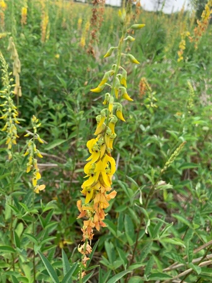 Crotalaria trichotoma flower