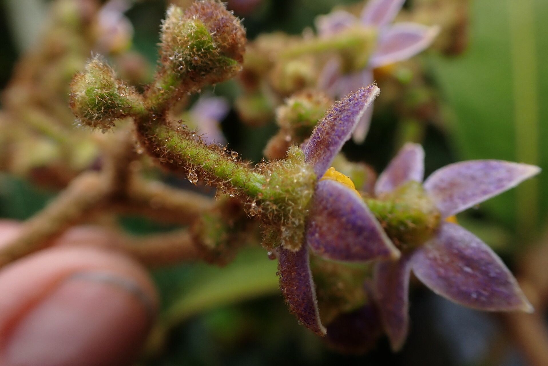 Solanum selachophyllum flower