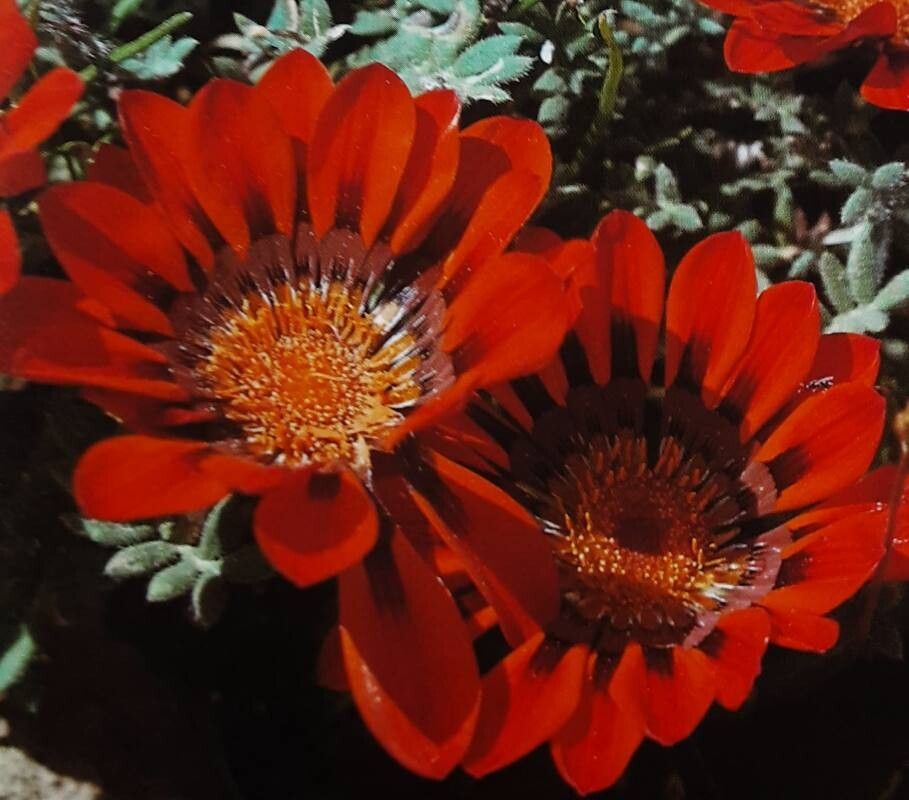 Gazania rigida — search result for 'Gazania'