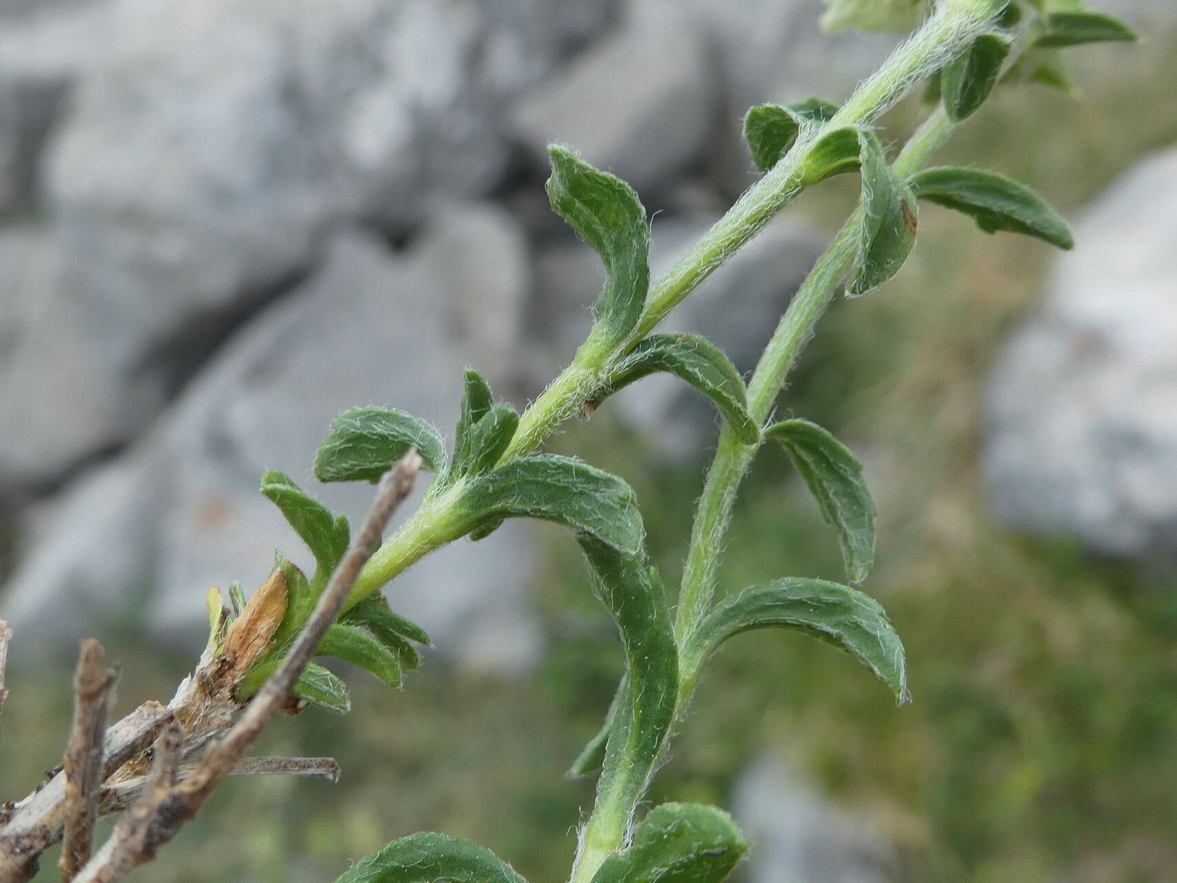 Sideritis hyssopifolia leaf