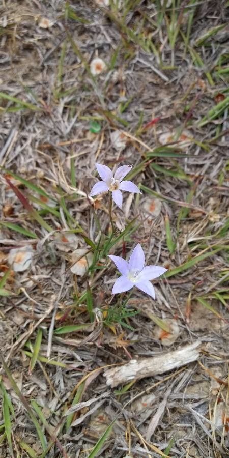 Wahlenbergia capillaris flower