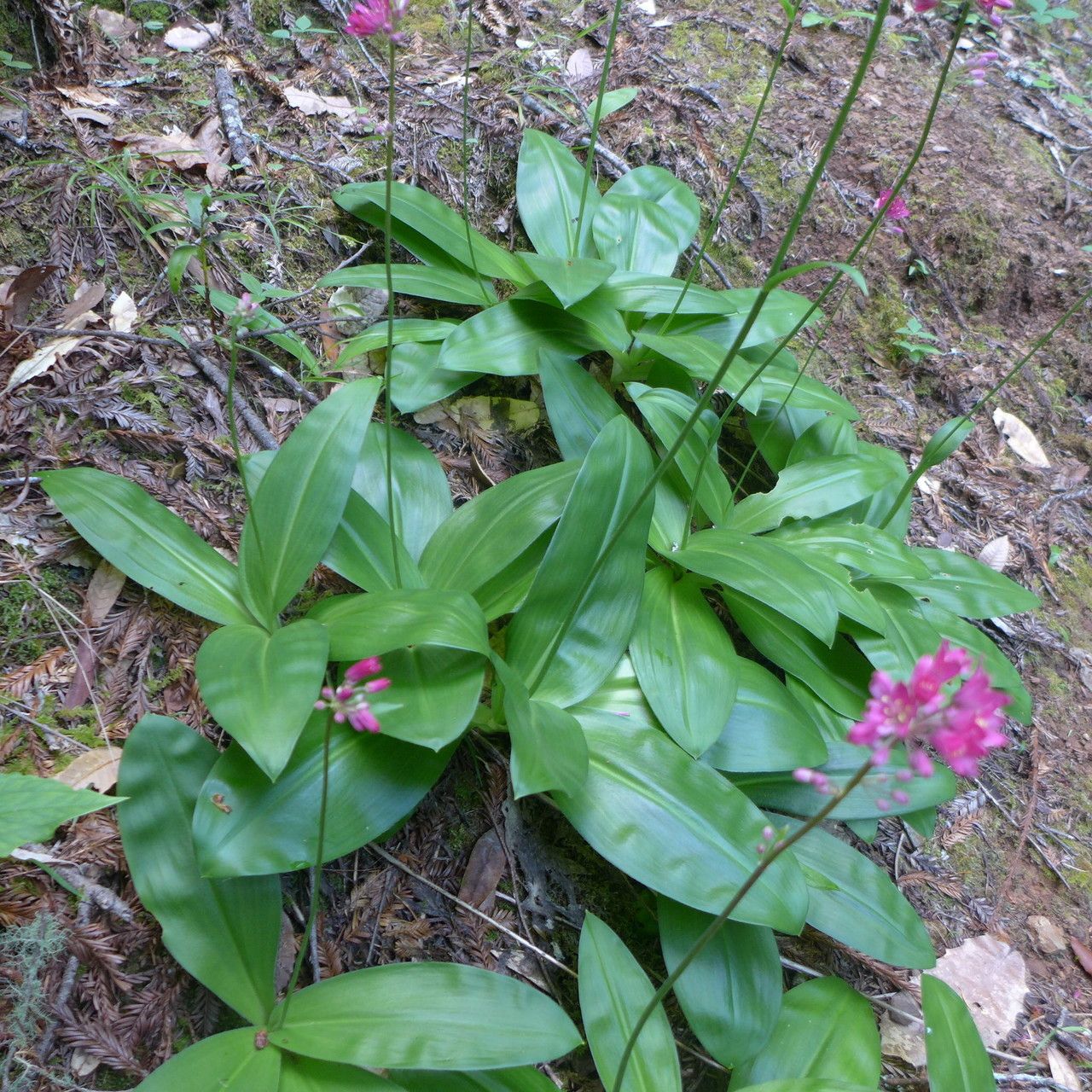 Clintonia andrewsiana habit