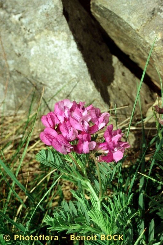 Vicia cusnae — houseplant care guide