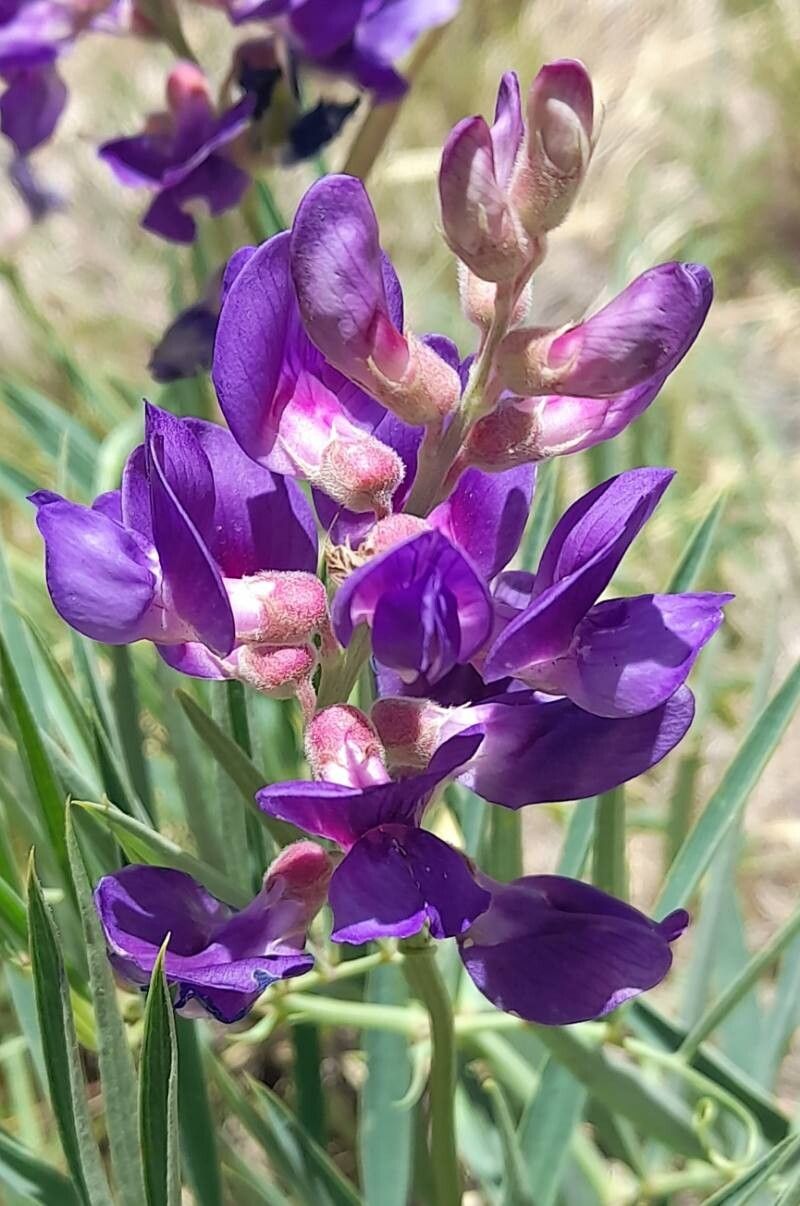 Lathyrus macropus flower