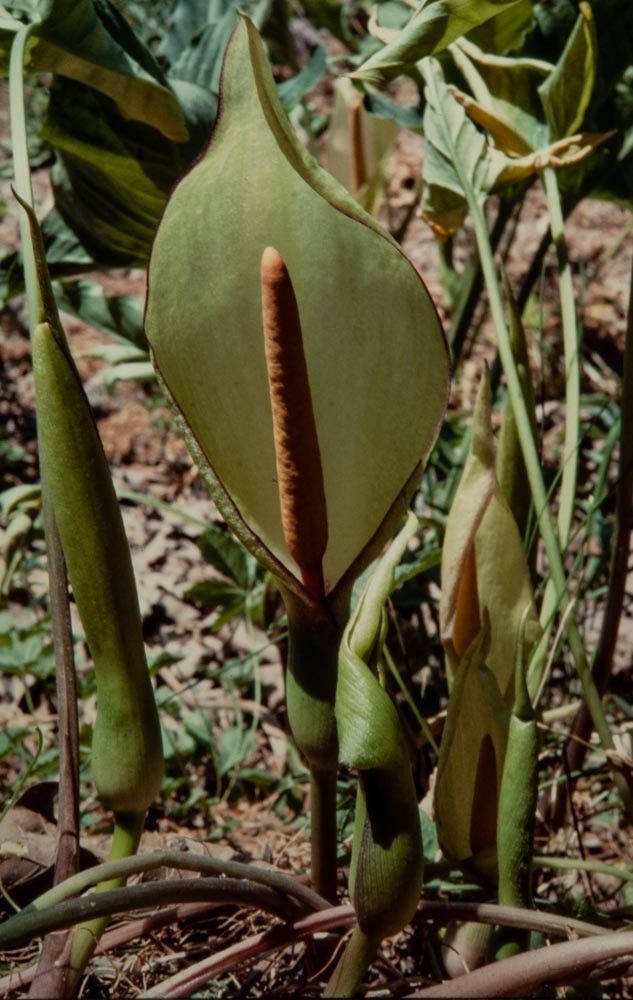 Arum concinnatum flower