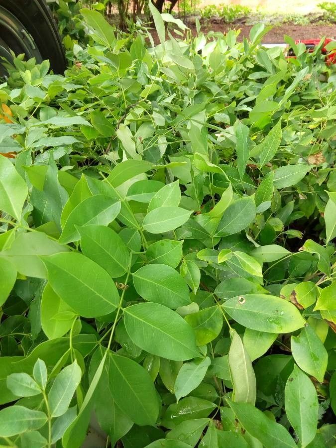 Afzelia africana — related species from the same genus