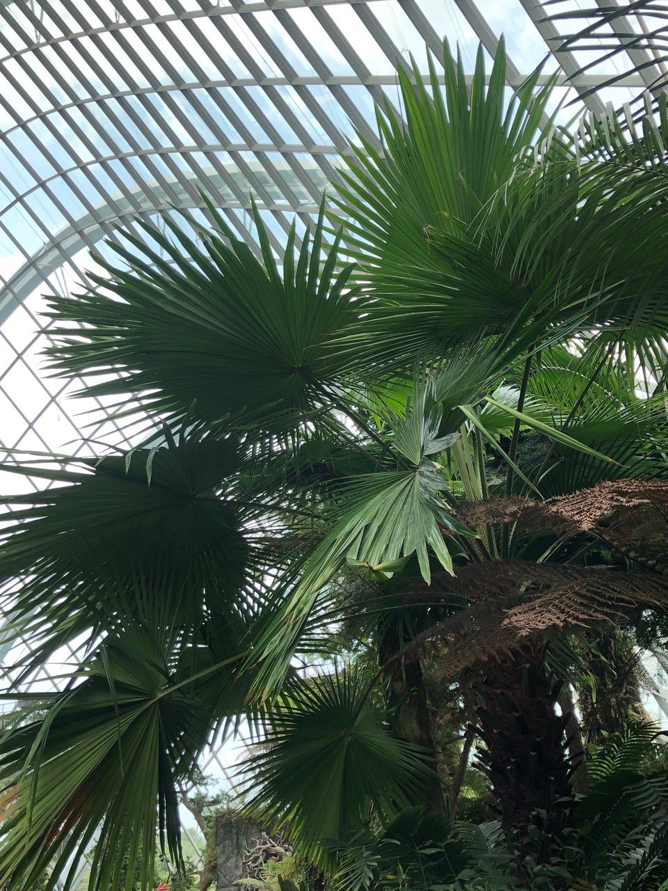 Livistona speciosa habit