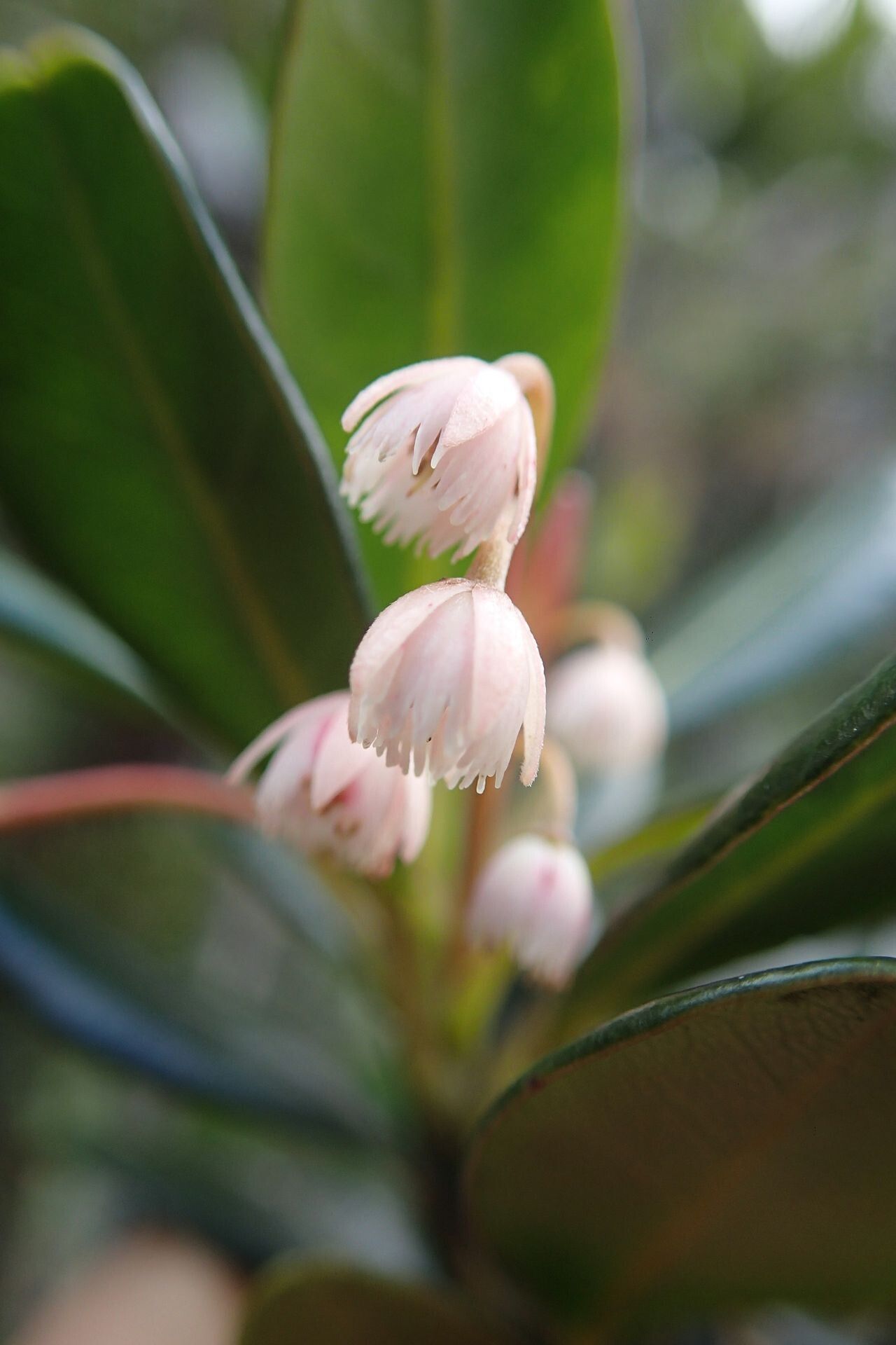 Elaeocarpus pulchellus flower