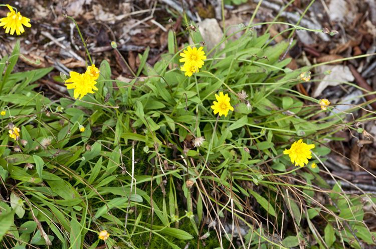 Krigia montana habit