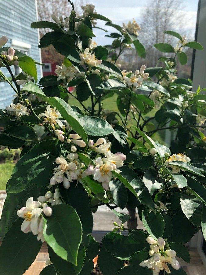 Citrus meyeri flower