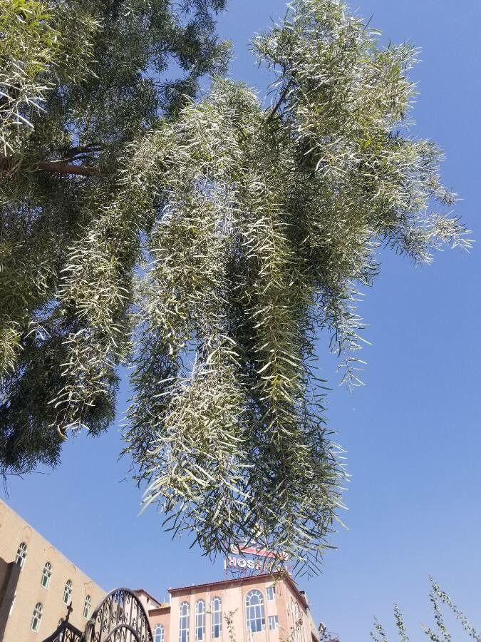 Breonadia salicina leaf