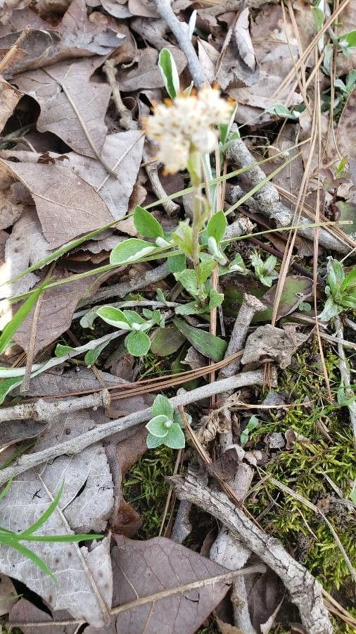 Antennaria plantaginifolia habit