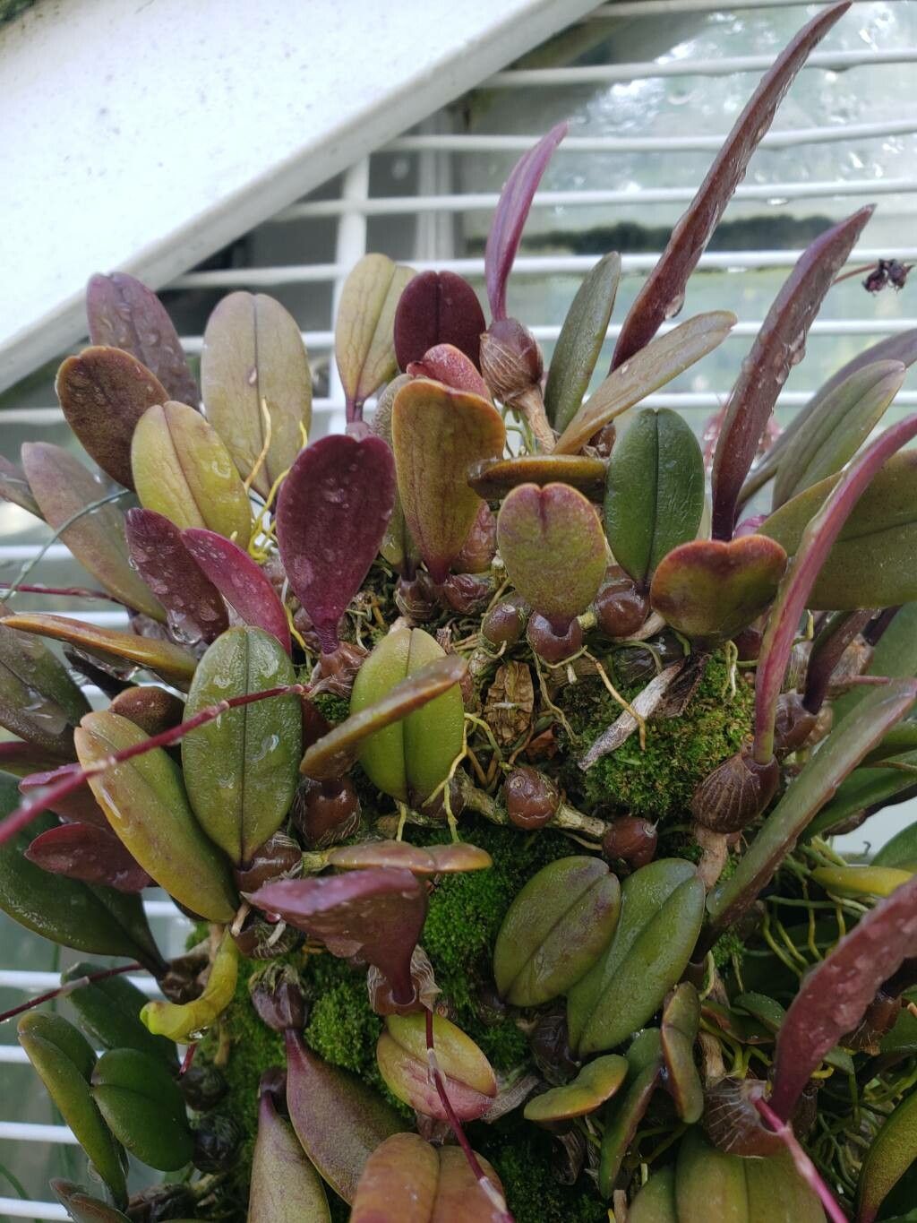 Bulbophyllum corolliferum leaf