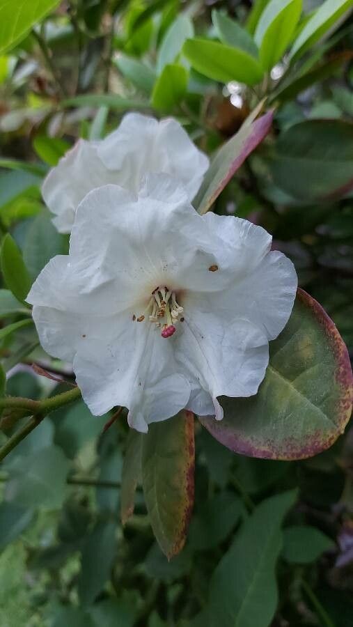 Rhododendron souliei flower
