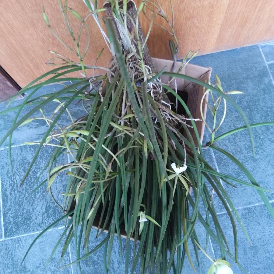 Brassavola perrinii — search result for 'Cattleya'