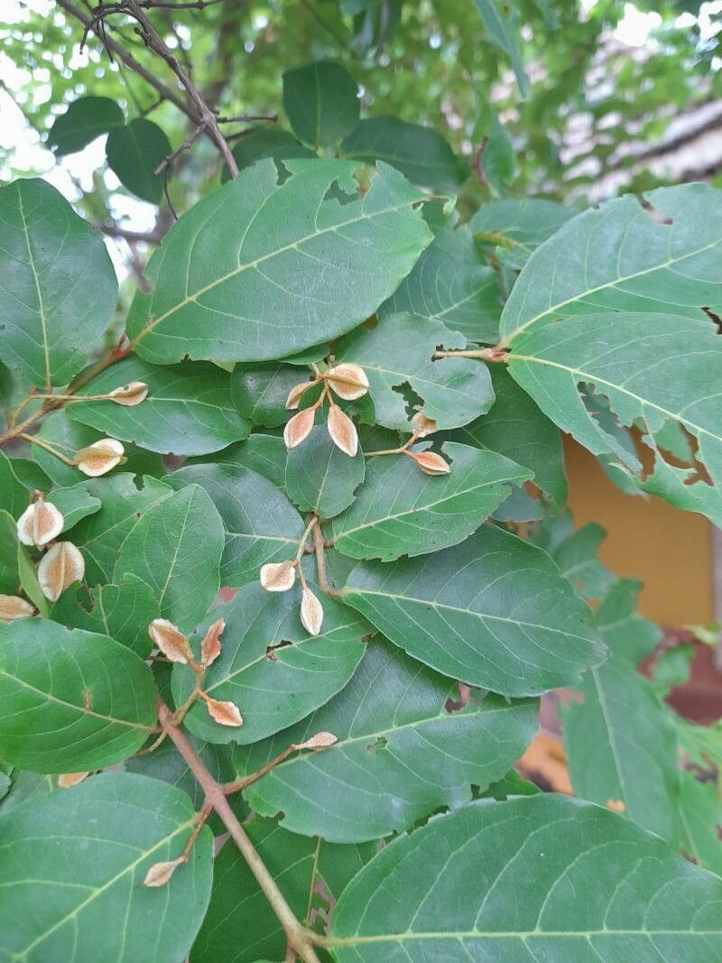Combretum micranthum fruit