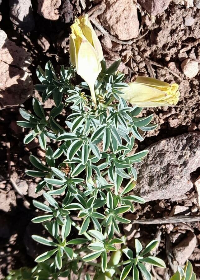 Tropaeolum polyphyllum habit