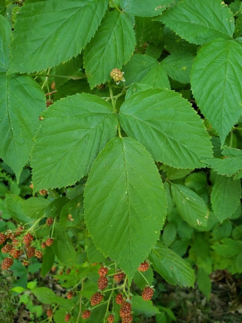 Rubus occidentalis