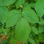 Rubus occidentalis