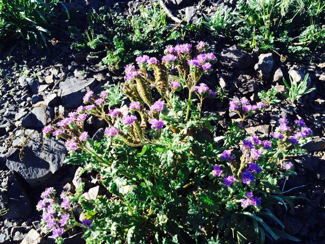 Phacelia crenulata habit