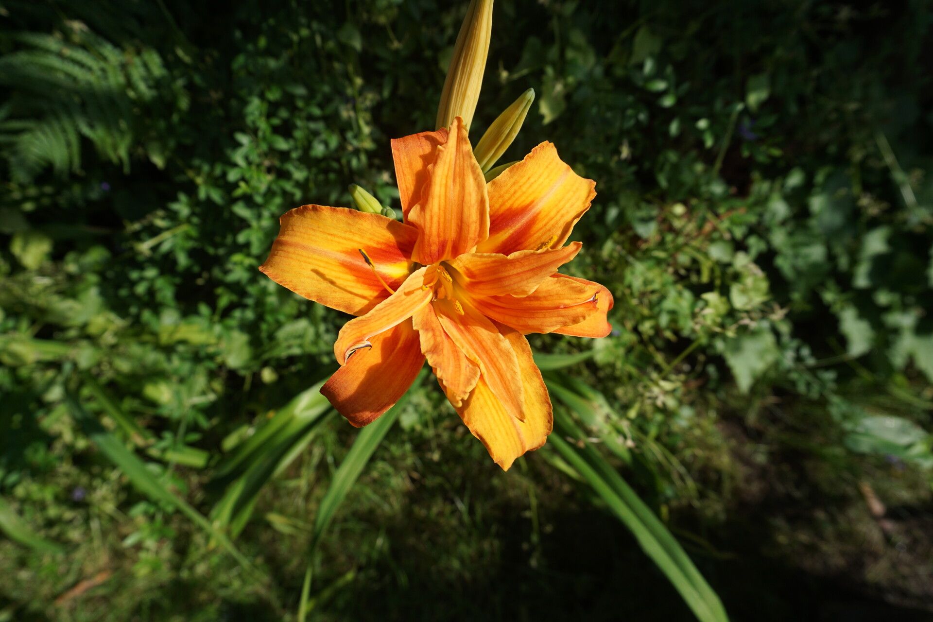 Hemerocallis middendorffii flower
