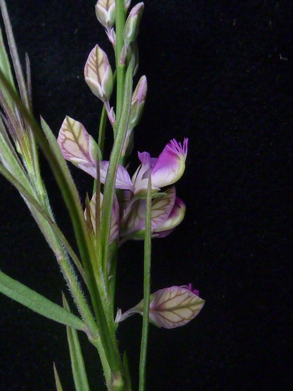 Polygala abyssinica habit