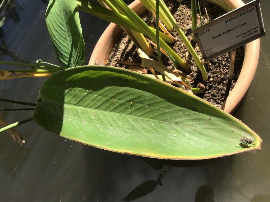 Thalia dealbata — search result for 'Kentucky'