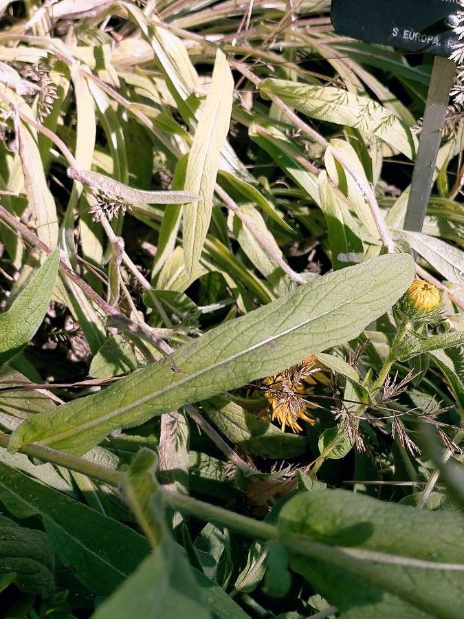 Inula helenioides leaf