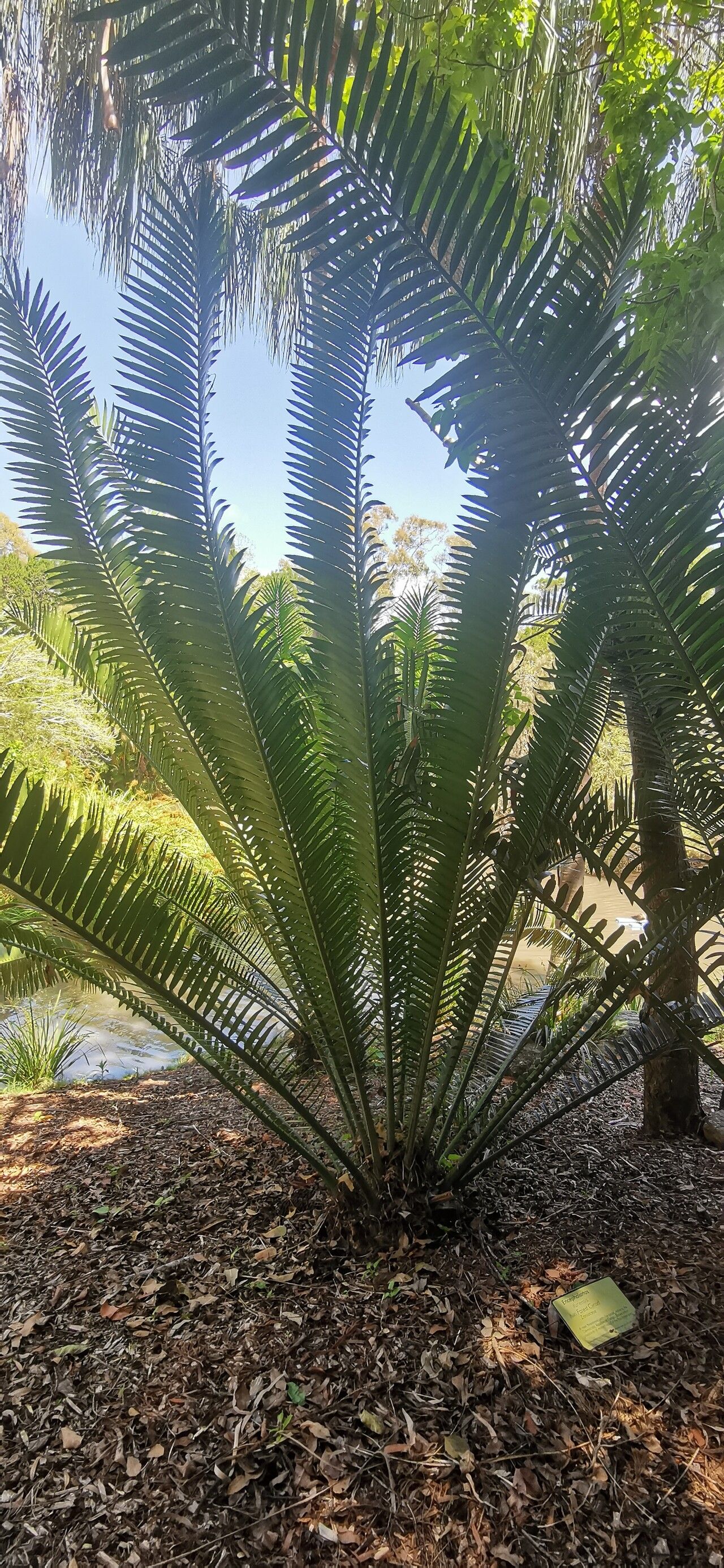 Encephalartos ituriensis leaf