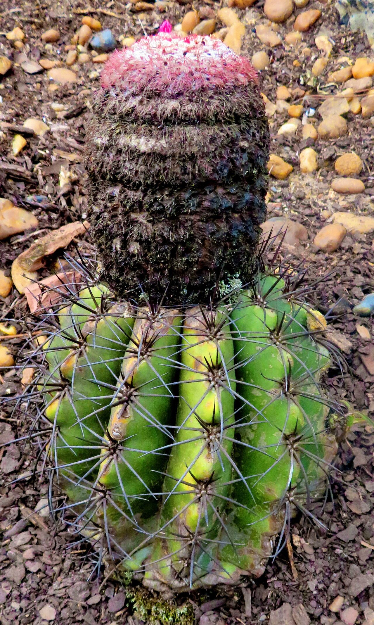 Melocactus deinacanthus habit