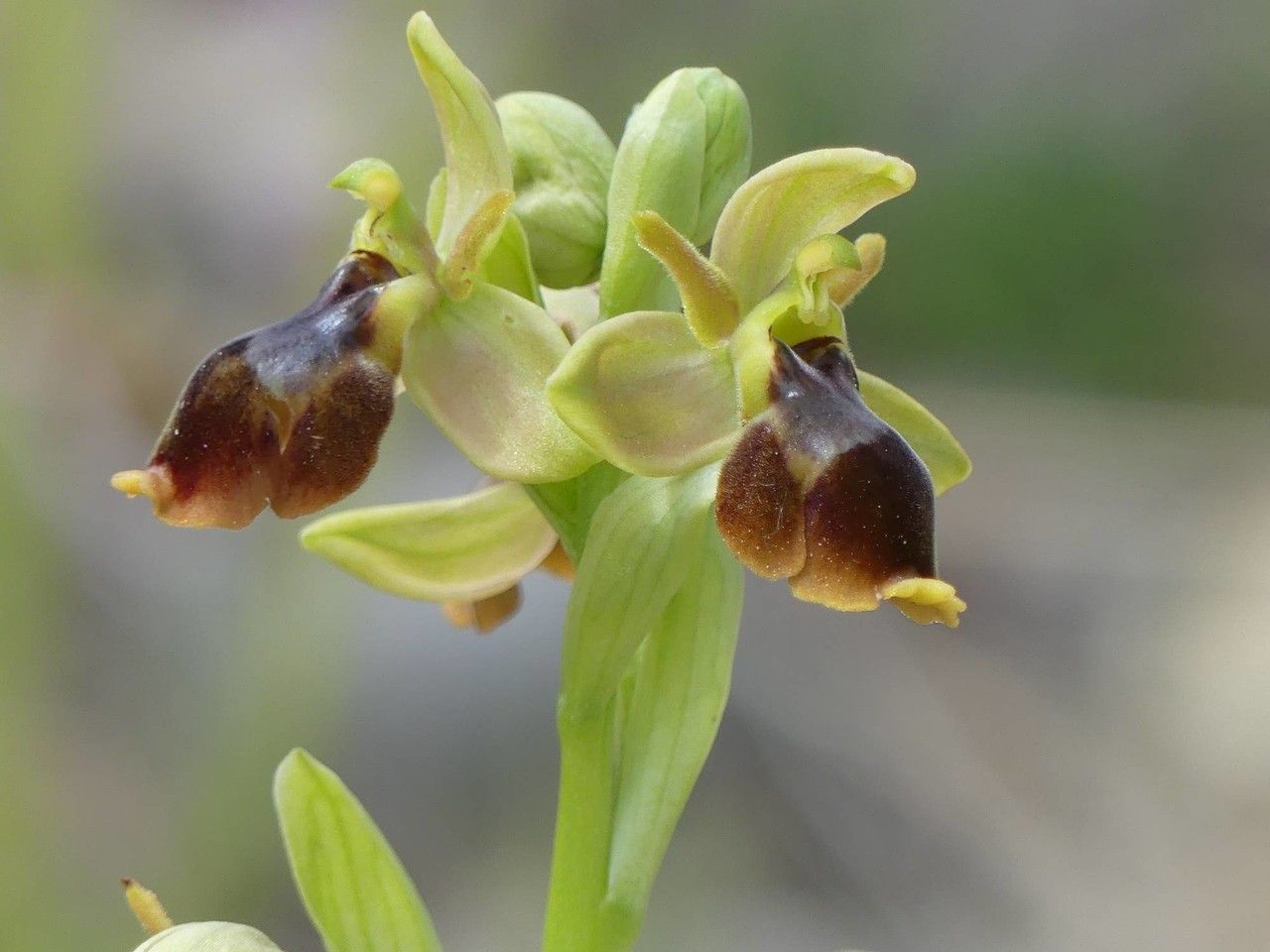 Ophrys x pseudospeculum flower