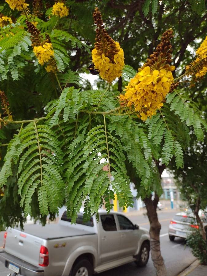 Caesalpinia pluviosa — search result for 'Caesalpinia'