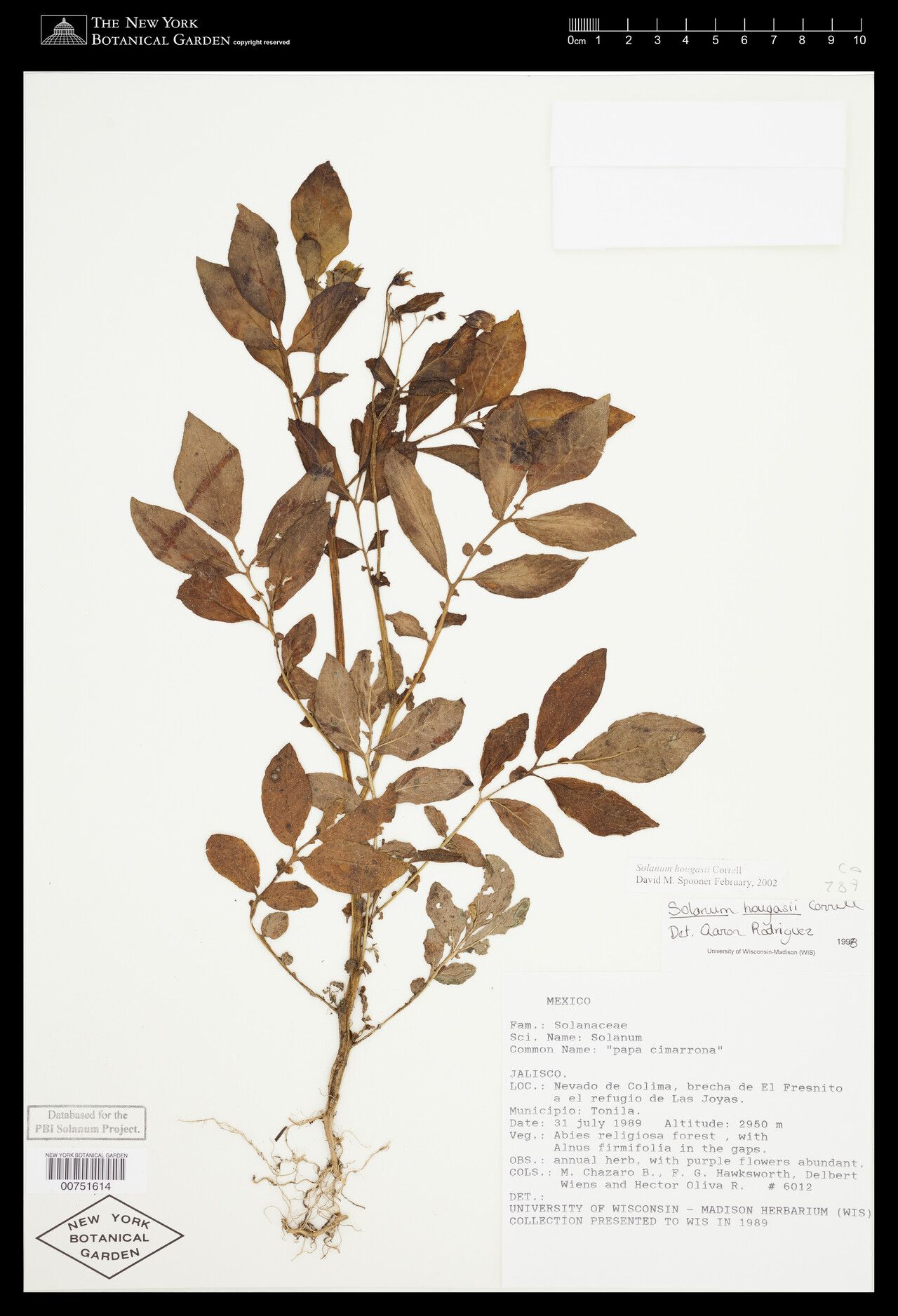 Solanum hougasii — houseplant care guide