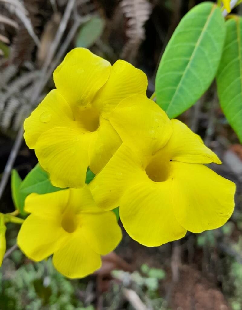 Angadenia lindeniana flower