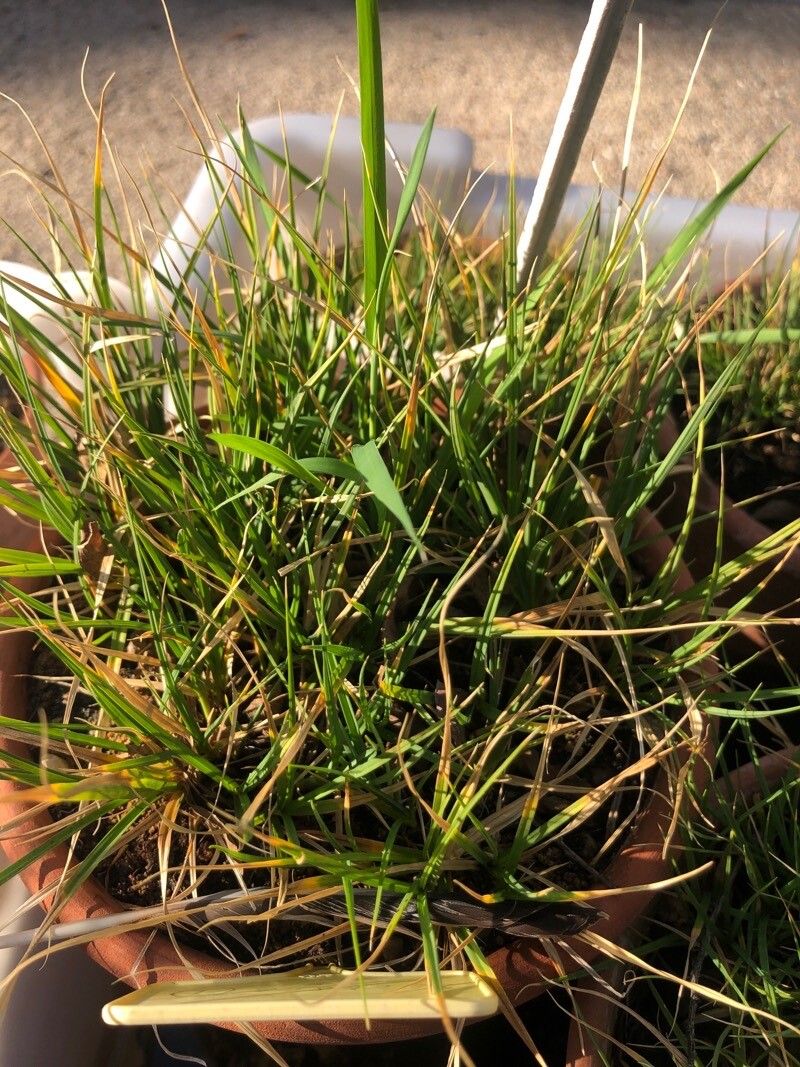 Carex lachenalii — search result for 'Iceland'
