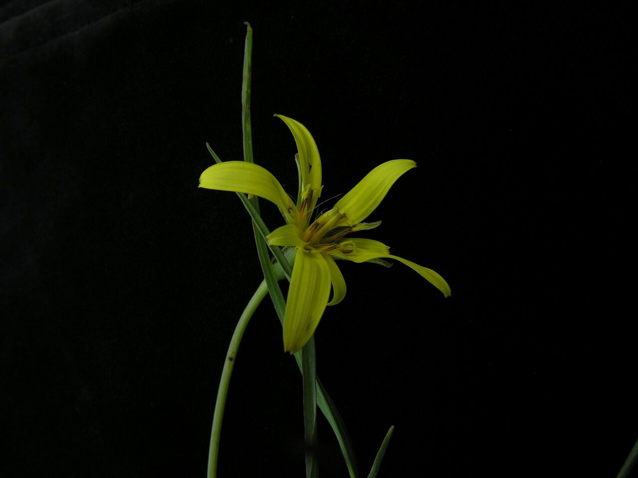 Tragopogon gracilis habit