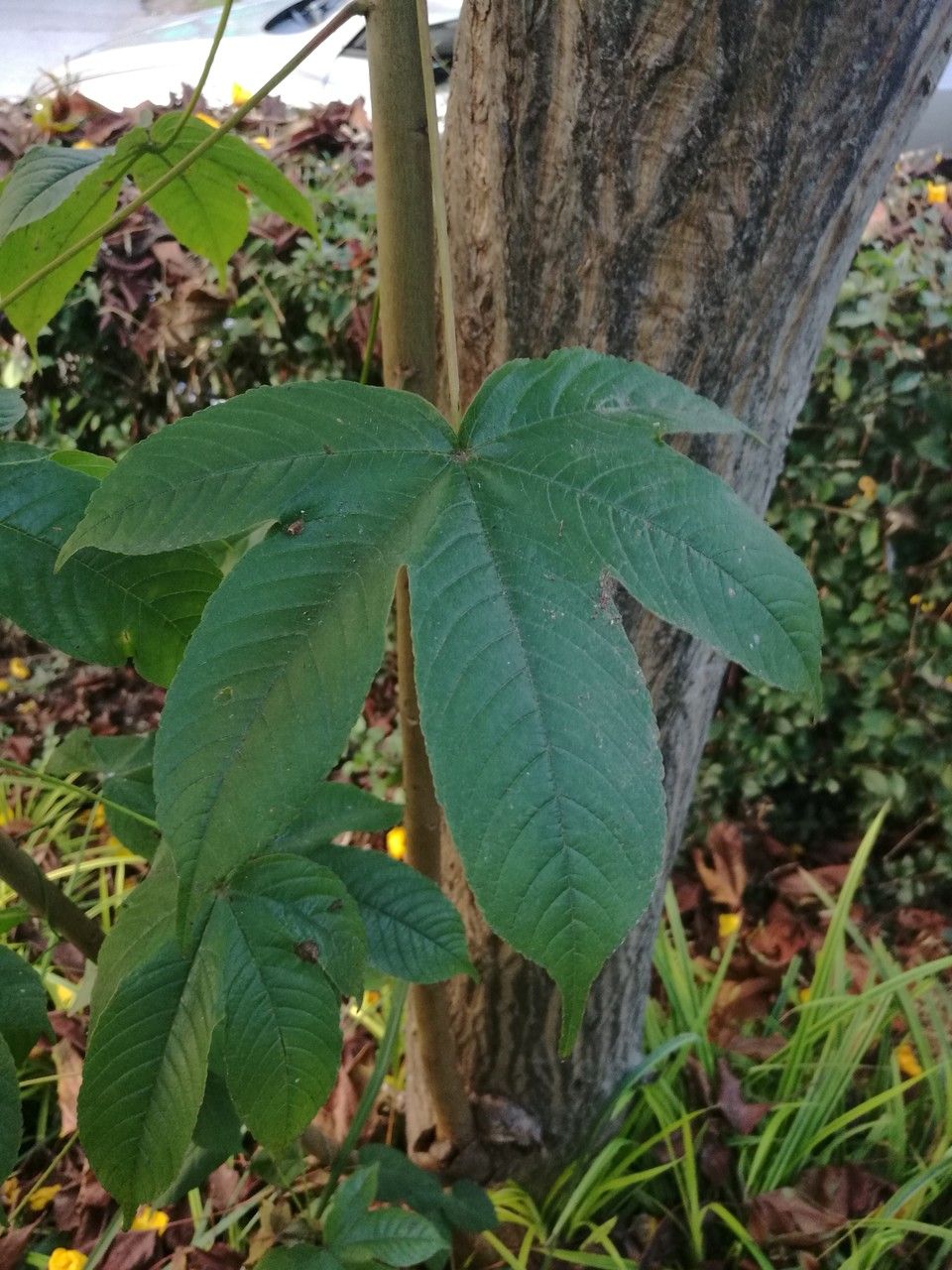 Cochlospermum vitifolium — houseplant care guide