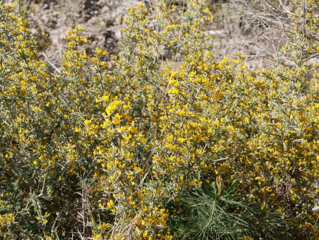 Calicotome intermedia other