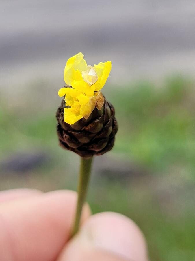 Xyris laxifolia flower