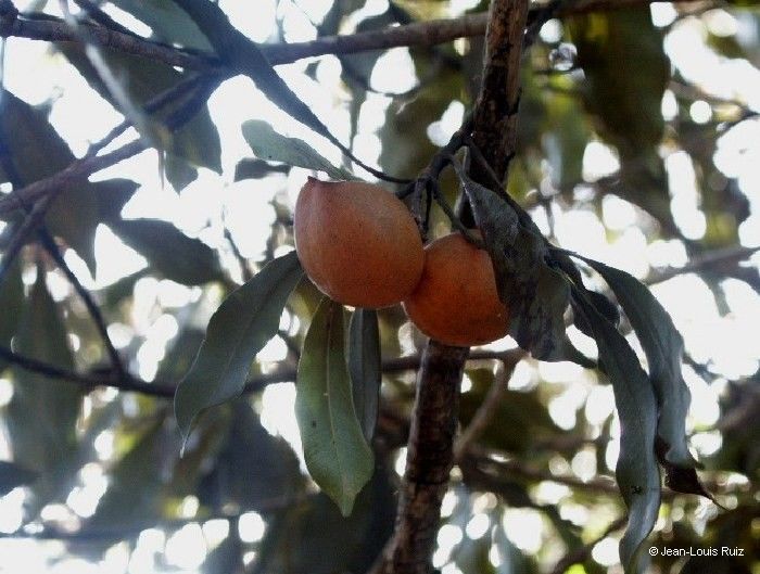 Ochrosia sevenetii fruit