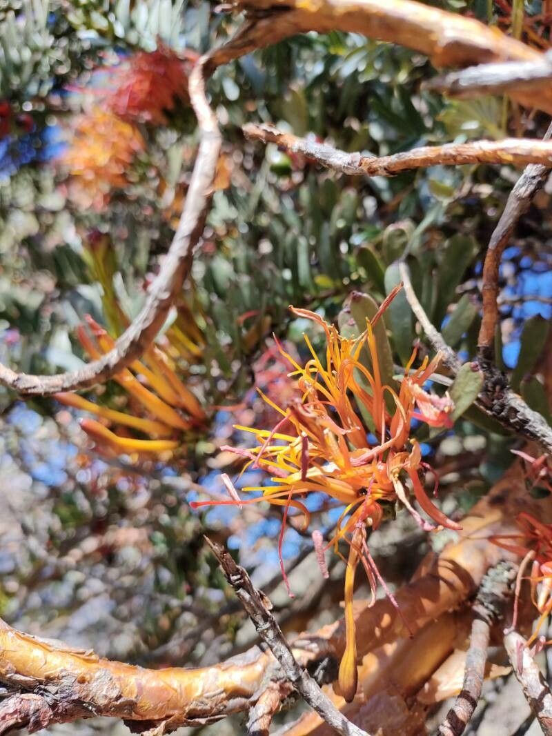 Tristerix longibracteatus flower