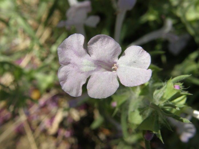 Salvia whitehousei — houseplant care guide