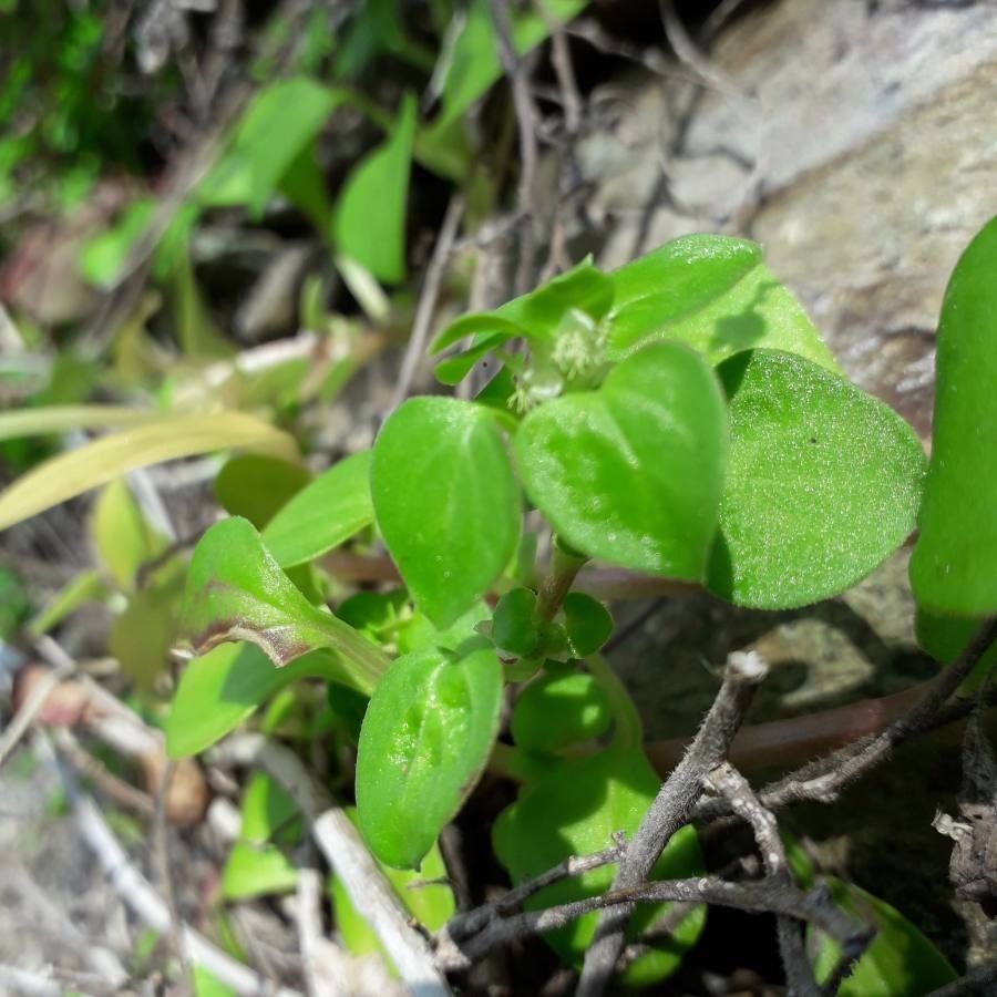 Theligonum cynocrambe flower