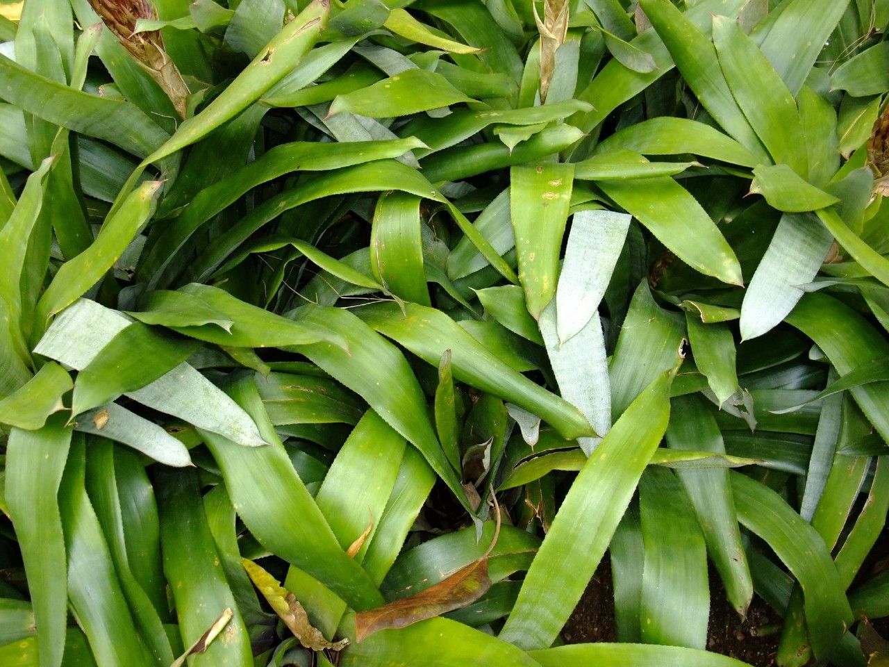 Quesnelia quesneliana habit
