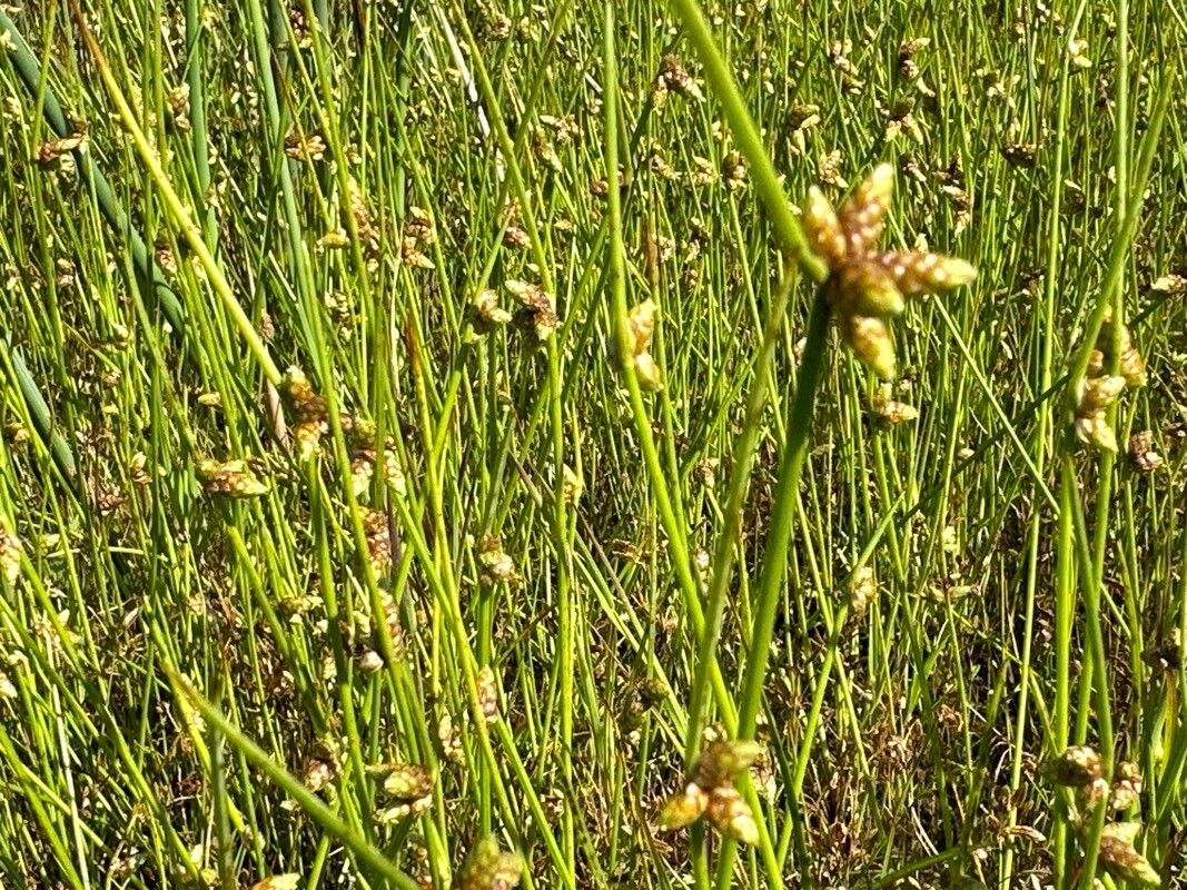 Schoenoplectiella purshiana fruit