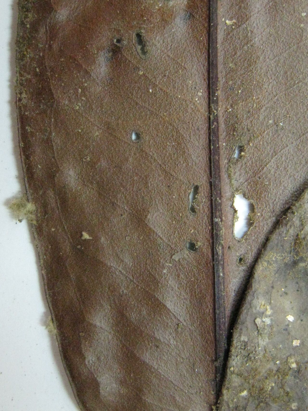 Mouriri francavillana — search result for 'Mouriri'