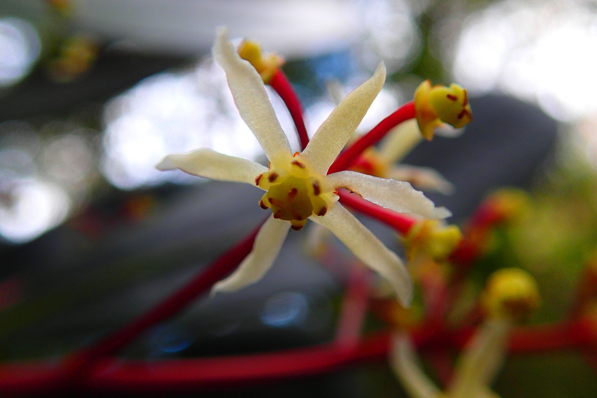 Zygogynum amplexicaule flower