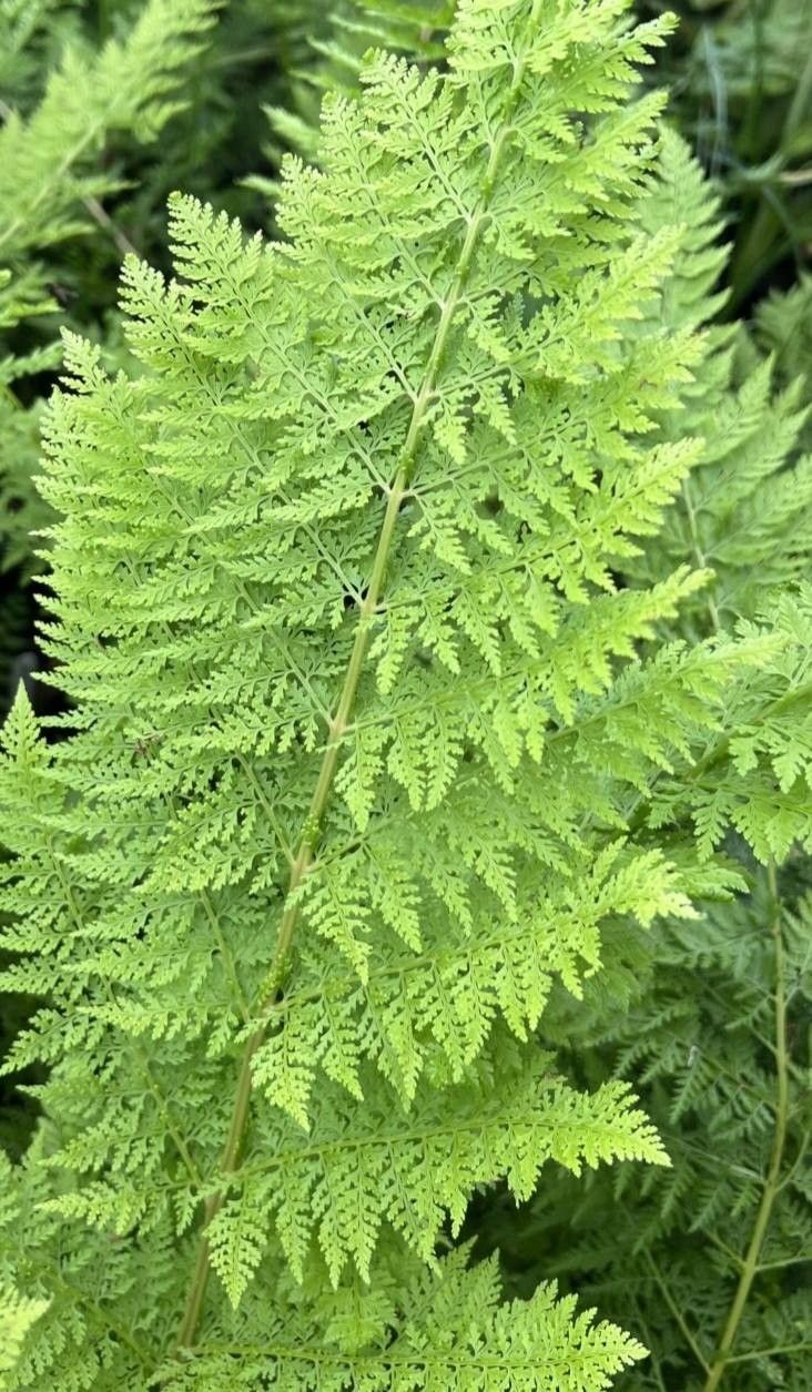 Dennstaedtia glauca — related species from the same genus